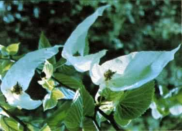 �й����е����������ͩ���������������ֲ��ڶ���������ǭ�͵ᱱ