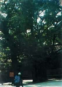 �й����еĲ����������ӣ�����ɽ�������׸�