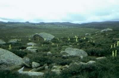 ����Ư��