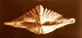 ��ŵ����ľ