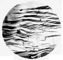 ������ѹ��˫���ṹ