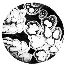 ������Ľ���״�ṹ