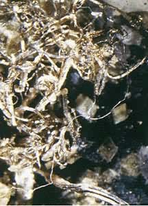 ��Ȼ��(Silver)