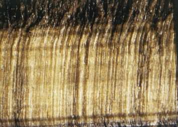 ����ʯ(Tigereye)