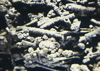 Ӳ�̿�(Psilomelane)