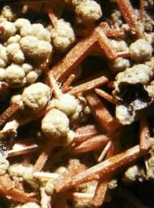 ��Ǧ��(Crocoite)