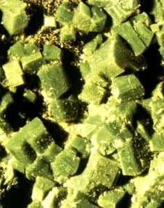 ͭ����ĸ(Torbernite)