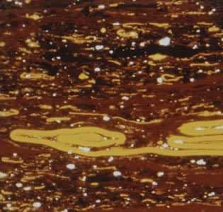 ��΢ú����֡����ṹ�����弰С�����塡�������䣬�ͽ�������ƫ��Ŵ�115X�����أ�ɽ������