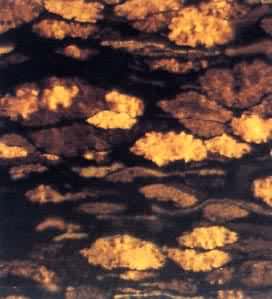 ��΢ú����֡������ʽṹ�塡����ƫ��Ŵ�275X�����أ����ɹŻ��ֺ�