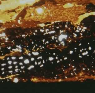 ��΢ú����֡�����˿���塡����ƫ��Ŵ�115X�����أ�ɽ������