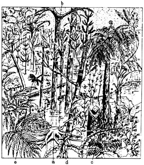 ��ʯ̿����˹ɭ�ָ�ԭͼ a ����(��ާֲ��ʯ��) b ��ľ(��ާֲ��ʯ��) c ���ֲ�� d ľ��ֲ�� e ����