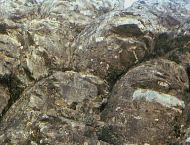 ��������״����