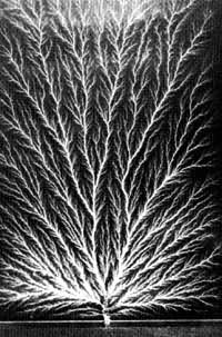 �л������еĵ���֦ 