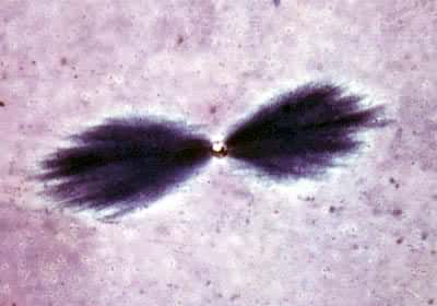 ��������ϩ���¾�Ե�е�ˮ��֦