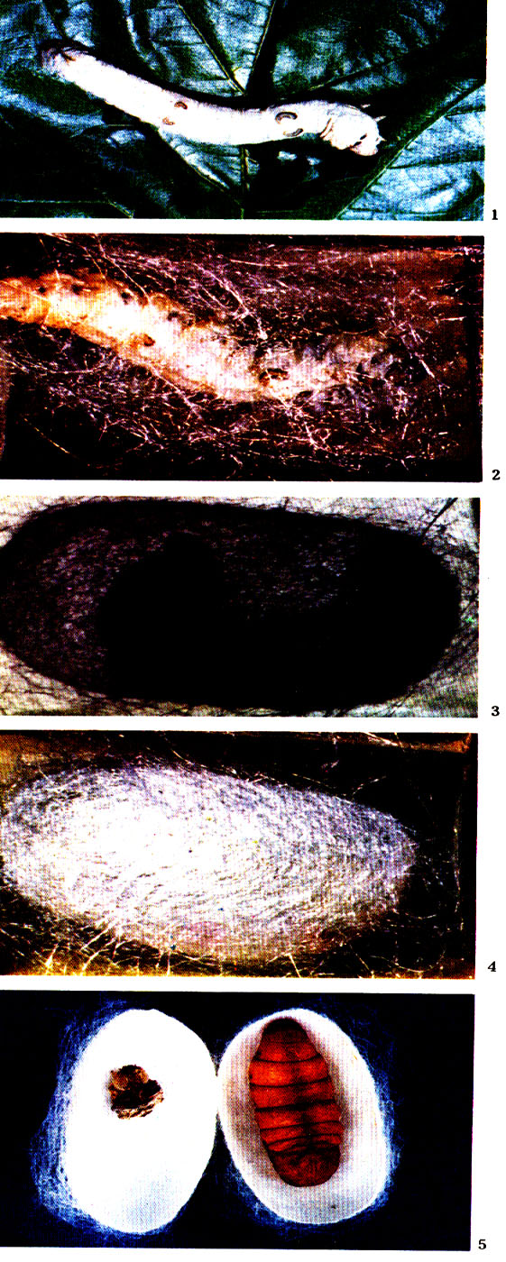 ɣ�Ͻ�룺1��ɣ�ϡ�2����˿��3��4���ɼ롡5��ɣ�ϼ��1/2����