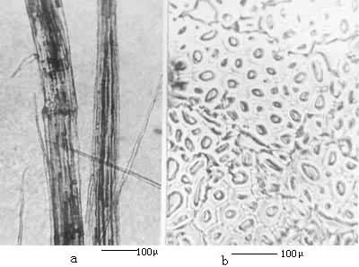 ������ά