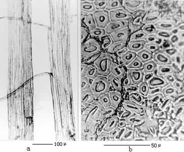 ������ά