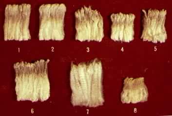 �й���ë��ë����̬��1��5�½�ϸ��ë��1.���ë��2.����ë��3.ͷ��ë��4.�ֲ�ë��5.����ë����6.����ϸ��ë��7.���ɸ�����ë��8.ɽ��ϸ��ë