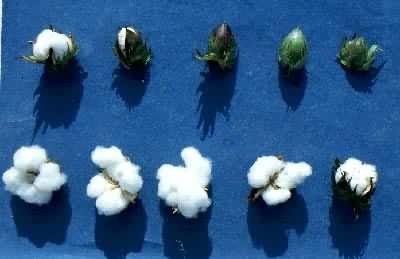 ��Ȼ��ά���ޡ�Ҷ�ͻ�