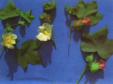 ��Ȼ��ά���ޡ����������