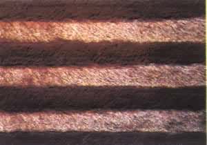 �������ëƤ