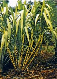 ������ά���ϣ�����