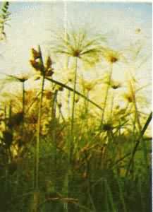 ������ά���ϣ�ֽɯ��