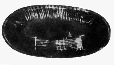 ͼ1����Ԫǰ4000�갣���յ��ϵĵ�֯��