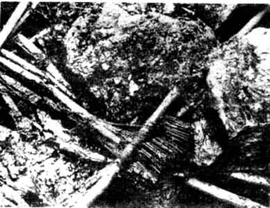 ͼ5����˹½�����Ķ��۰�֯��