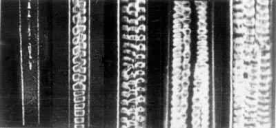 ͼ1����ͬ������ë����ͼ