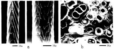 ͼ2����ë�����κͺ����
