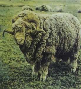 �½�ϸë�򣨹���