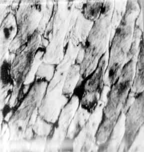 ͼ4������κӪ������Ĺ�����ľ�����˿֯��