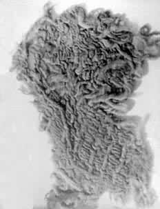 ͼ6���ຣŵľ����ַ������ë֯��