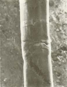 ������ά����������