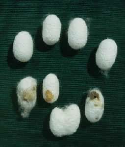 ɣ�ϼ뼰���ִμ롢�¼�