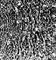 ͼ4 ľ����ͬ�Ļ��ṹ�ľֲ�