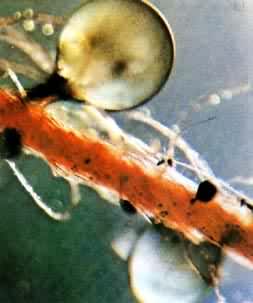 �ϳ�ϴ�Ӽ�ϴ���۹�����΢��Ƭ