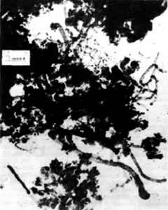 ͼ2  ��������ת���ø��������߻����ϵ�̼������