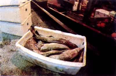 ����ϩʳƷ��ת��