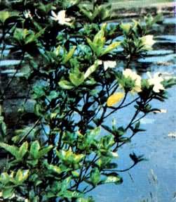 ���ӻ�ʩ�����أ���΢������Ч�����գ�ʩ�ʺ�