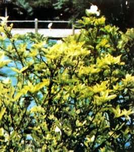 ���ӻ�ʩ�����أ���΢������Ч�����գ�δʩ��