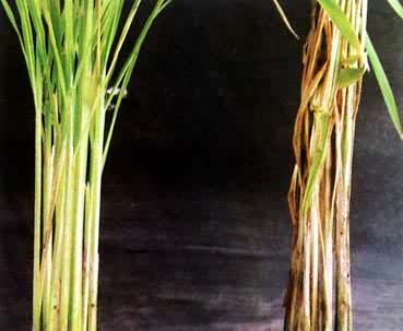 ��������ũ�ÿ����ء�������ù�ص�ɱ��Ч������