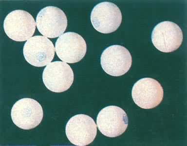 �����ƹ����