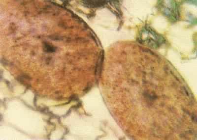 �����Ụ��Ч������  ��ǰ