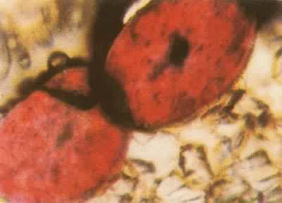 �����Ụ��Ч������  ����