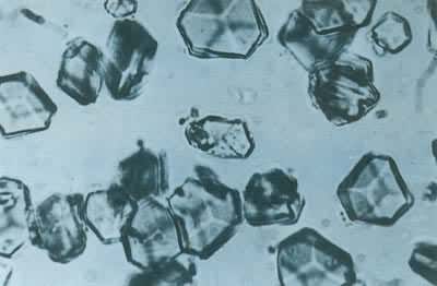 �˹�ȫ�ϳ�ţ�ȵ��ؽᾧ���������ϵ�һ����ѧȫ�ϳɵġ����������Եĵ�����