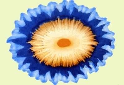 ������顣����ͭ���򣩡�������(��)���Ѫ�εķ�Ӧ