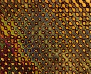 ͼ ���ͷ���ɸ΢�����ӽṹ(�Ŵ�80��)