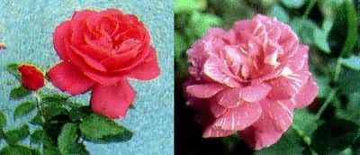 ͼ �¼����ķ������֡���ʹ������ɫͻ�䡣��Ϊ������